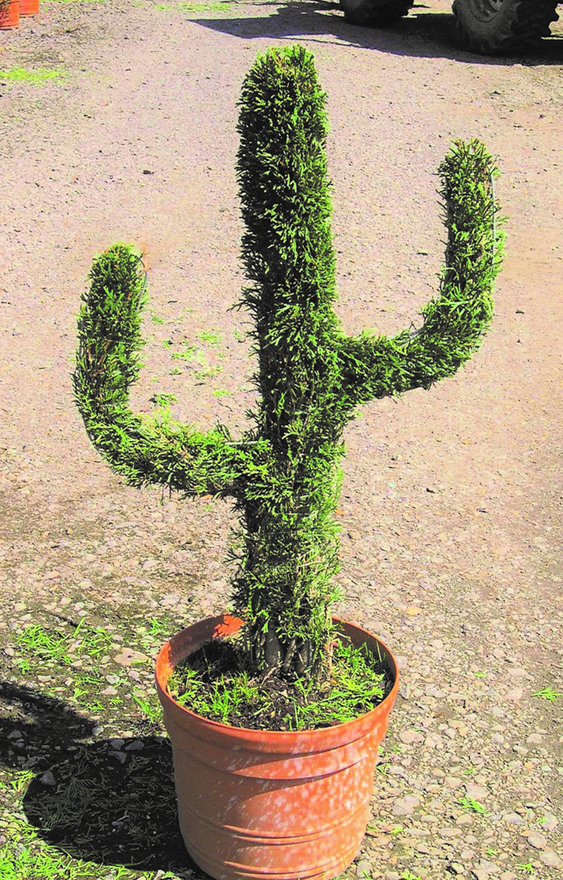 Live Thuja Minature Cactus Topiary